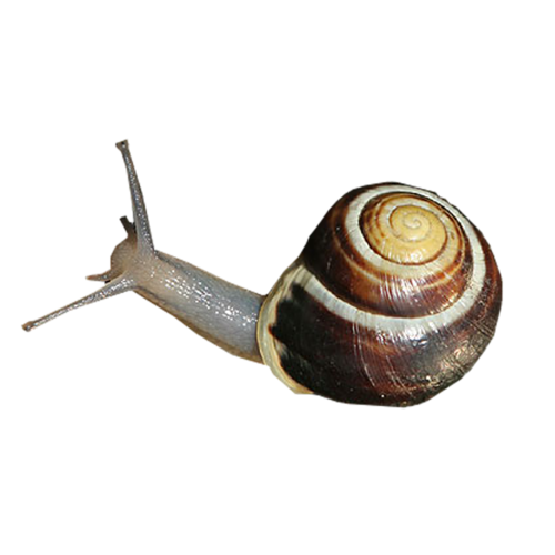 őszi állatok_107.png